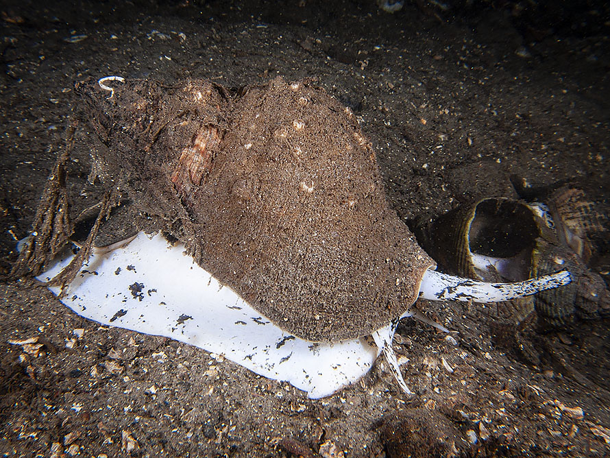 Buccinum undatum